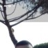 AGOSTINO